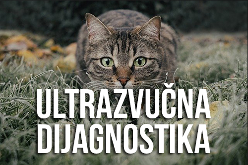 ULTRAZVUČNA DIJAGNOSTIKA